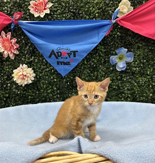 DUCKY - Domestic Shorthair cat available for adoption at Saskatoon Animal Control Agency in Saskatoon