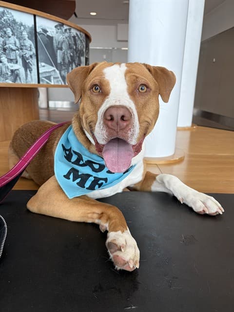 HANK - American Bulldog available for adoption