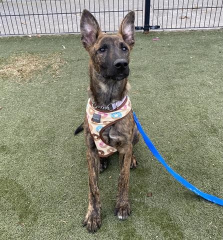 MILEY - German Shepherd Dog mix available for adoption at Ottawa Humane Society in Ottawa
