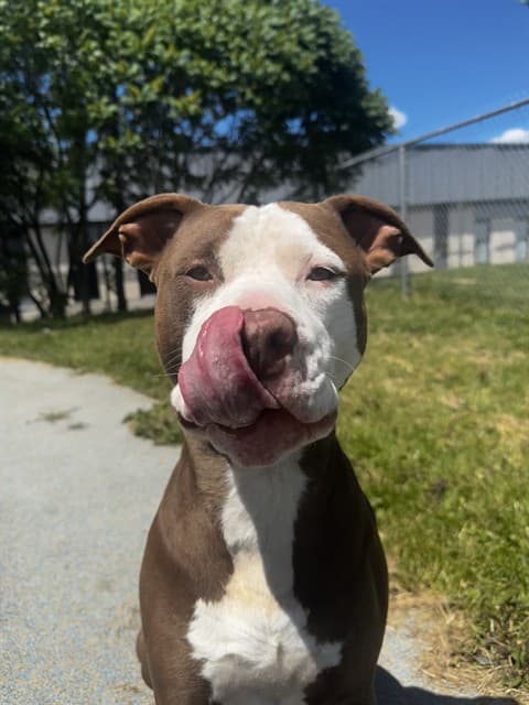 SONIC - American Bulldog mix available for adoption