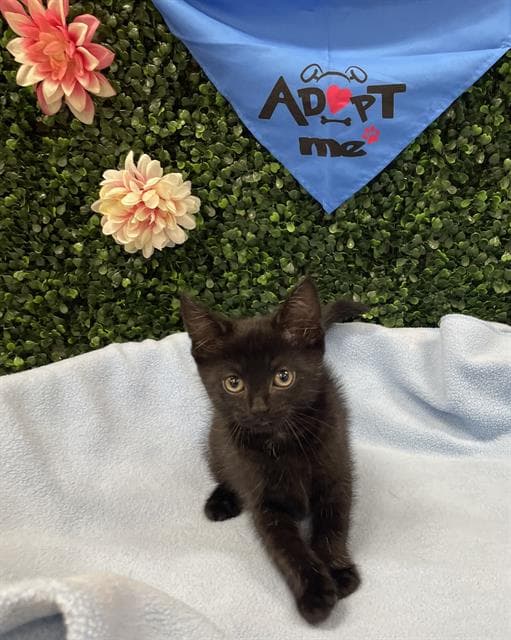 POPCORN - Domestic Shorthair cat available for adoption at Saskatoon Animal Control Agency in Saskatoon
