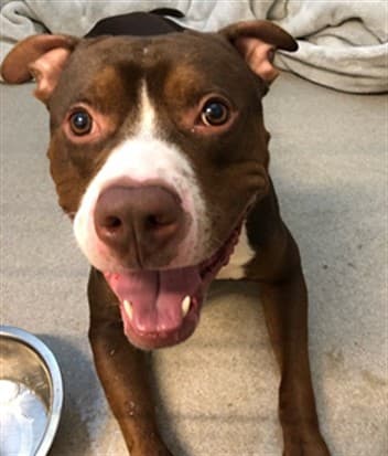 JACK - American Bulldog mix available for adoption