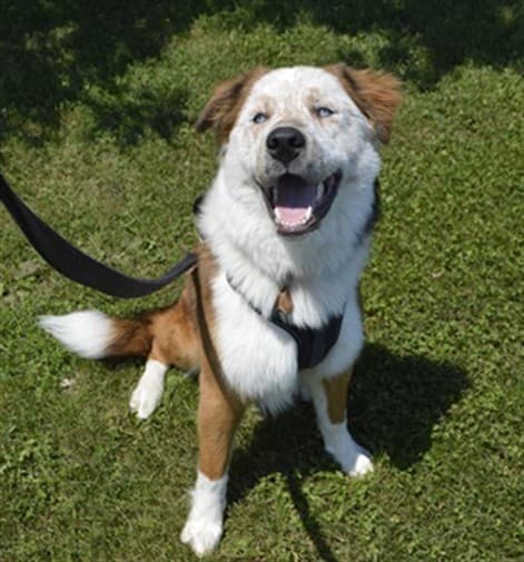 COPPER - Australian Shepherd mix available for adoption at Ottawa Humane Society in Ottawa
