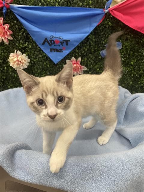 DUNE - Siamese and Domestic Shorthair cat available for adoption at Saskatoon Animal Control Agency in Saskatoon