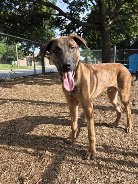 SATURN - German Shepherd Dog mix available for adoption at City of Toronto Animal Services in Toronto