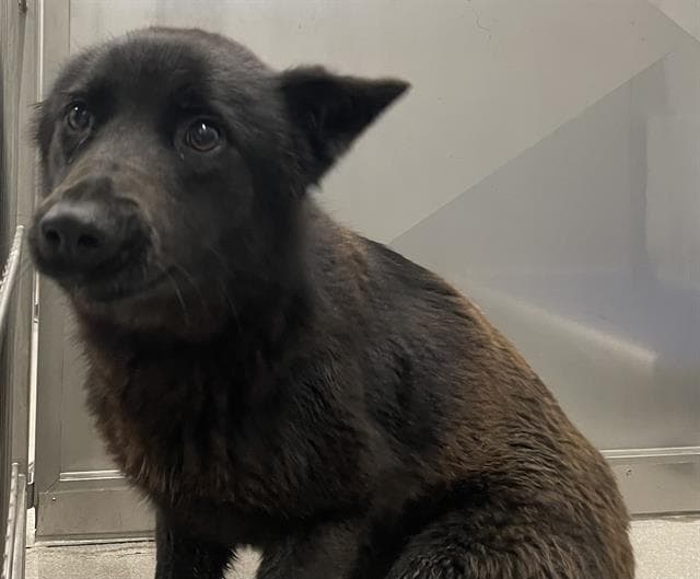 SADIE - Australian Kelpie mix available for adoption at Saskatoon Animal Control Agency in Saskatoon