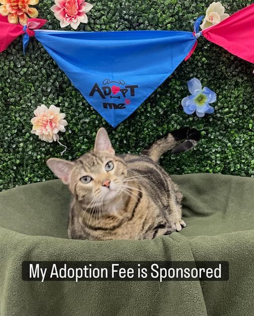 BANJO - Domestic Shorthair available for adoption