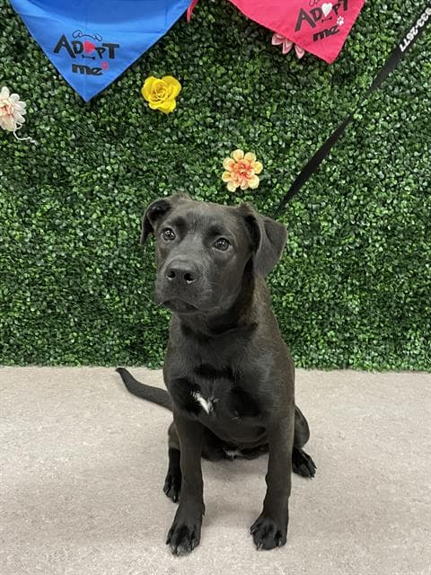 CORALINE - Labrador Retriever mix available for adoption at Saskatoon Animal Control Agency in Saskatoon