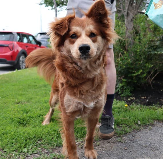 RIVER - Border Collie and Retreiver available for adoption