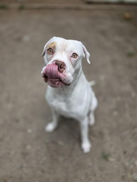 BRONX - American Bulldog available for adoption at City of Toronto Animal Services in Toronto