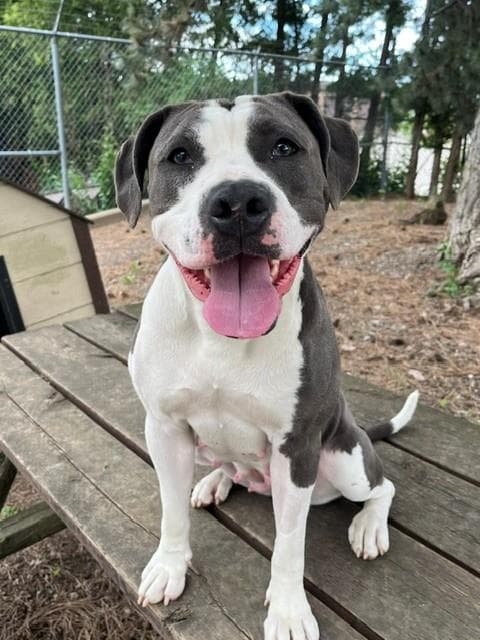 KRISTY - American Bulldog available for adoption