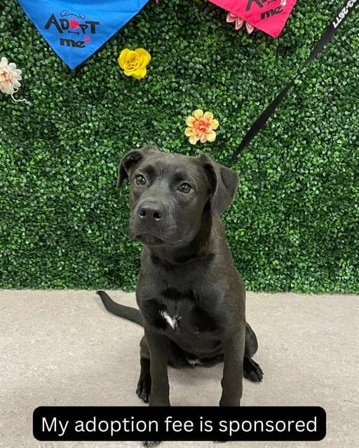 CORALINE - Labrador Retriever mix available for adoption