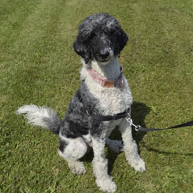 CASSIOPEIA - Poodle - Standard mix available for adoption at Ottawa Humane Society in Ottawa
