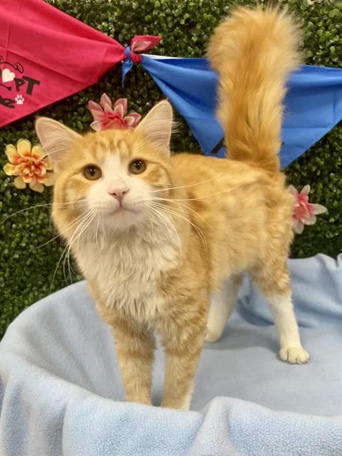 BILLY - Domestic Mediumhair cat available for adoption at Saskatoon Animal Control Agency in Saskatoon