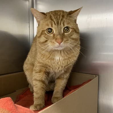 MUSHROOM - Domestic Shorthair available for adoption