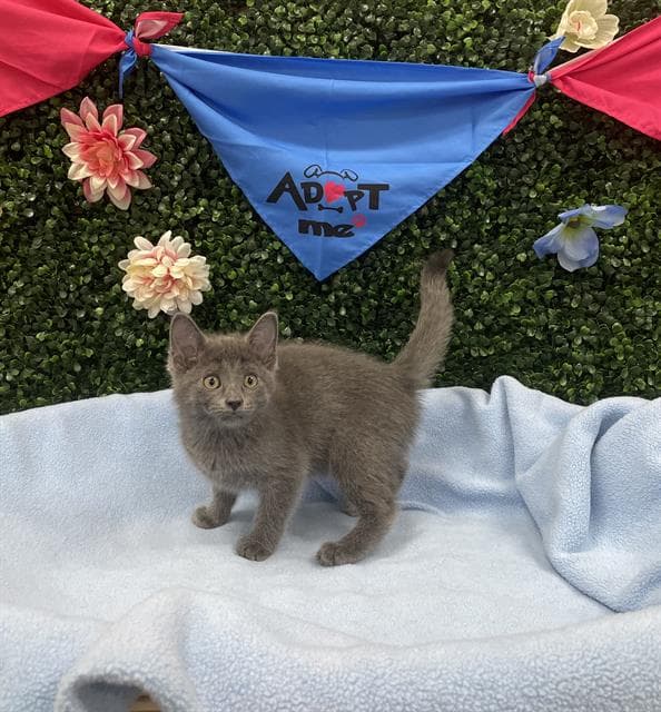 ASHLEY - Domestic Shorthair cat available for adoption at Saskatoon Animal Control Agency in Saskatoon