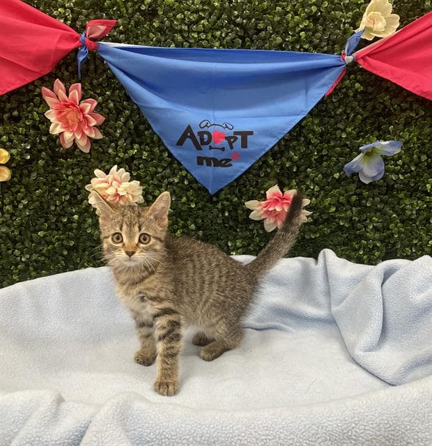 TUFFY - Domestic Shorthair cat available for adoption at Saskatoon Animal Control Agency in Saskatoon