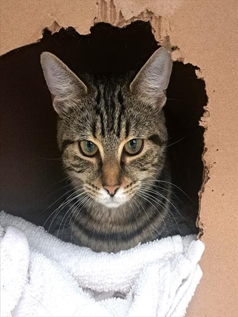 ROSE - Domestic Shorthair cat available for adoption at Ottawa Humane Society in Ottawa