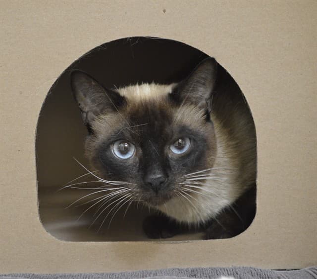 RAVEN - Siamese cat available for adoption at Ottawa Humane Society in Ottawa
