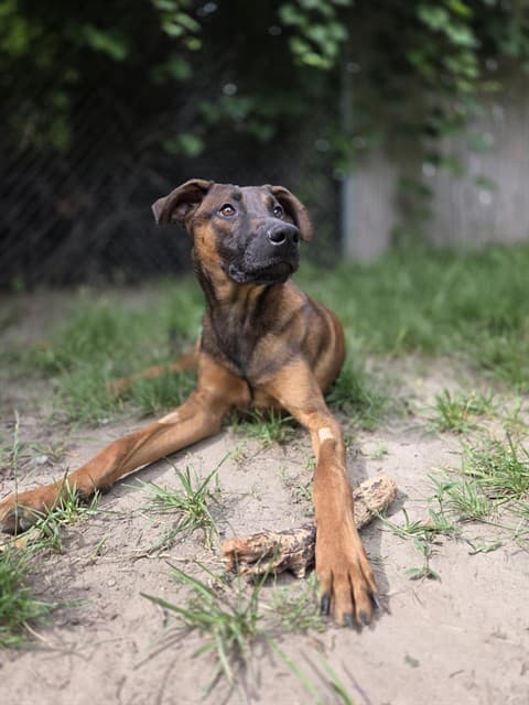 MERCURY - German Shepherd Dog and Doberman Pinscher available for adoption
