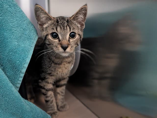 PEARL - Domestic Shorthair cat available for adoption at City of Toronto Animal Services in Toronto