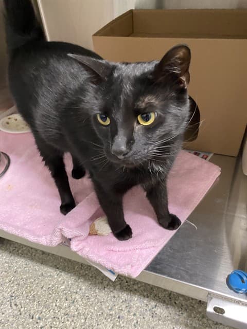 FRITZ - Domestic Shorthair cat available for adoption at Ottawa Humane Society in Ottawa