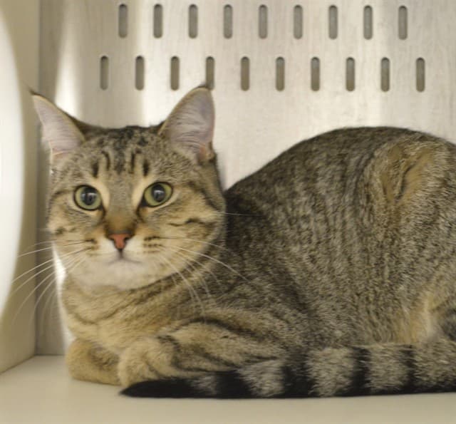 WILLOW - Domestic Shorthair cat available for adoption at Ottawa Humane Society in Ottawa