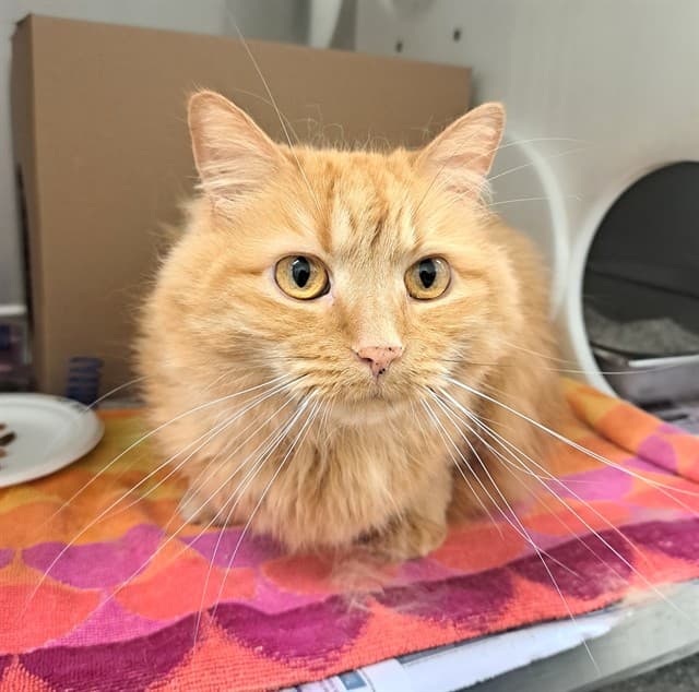 HORIZON - Domestic Longhair available for adoption