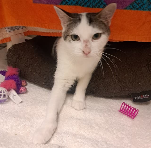 CATRICIA - Domestic Shorthair available for adoption