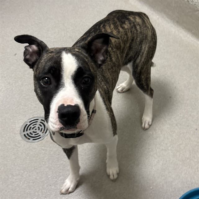 COCO - Boxer mix available for adoption at Ottawa Humane Society in Ottawa