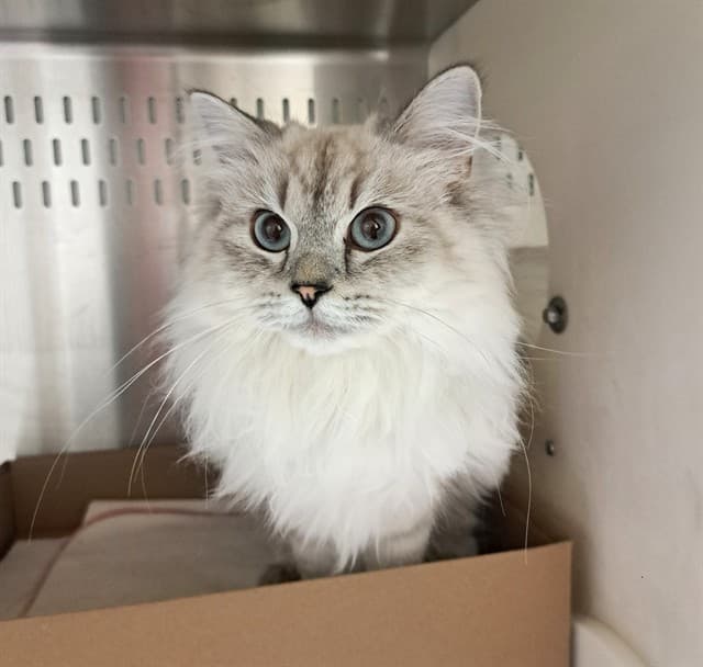 RICHARD - Ragdoll mix cat available for adoption at Ottawa Humane Society in Ottawa