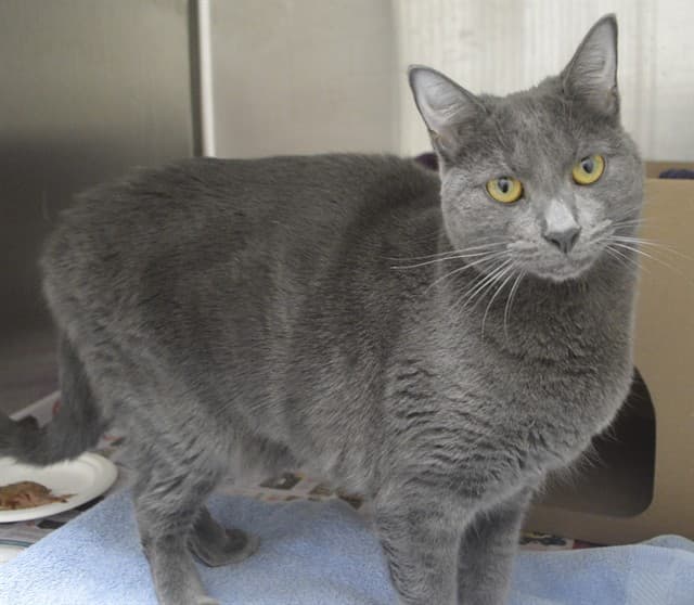 GREY - Domestic Shorthair available for adoption