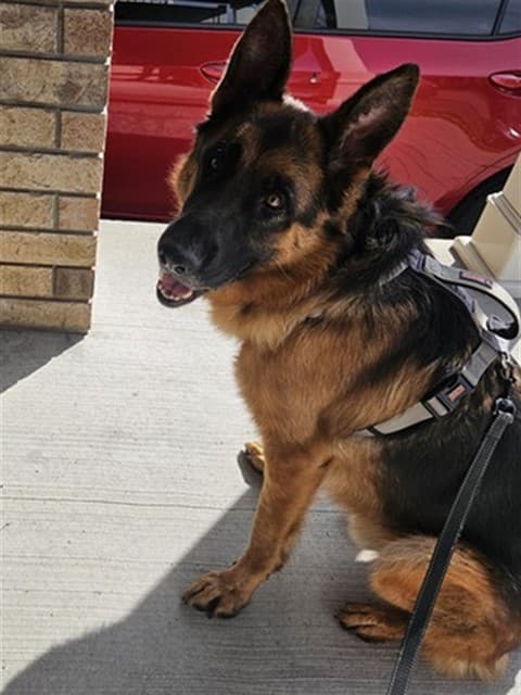 LONGO - German Shepherd Dog available for adoption