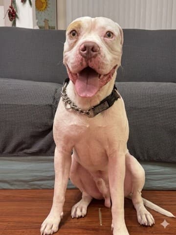 BRONX - American Bulldog available for adoption in Calgary