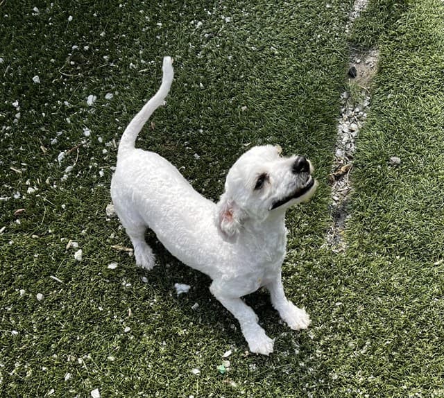 MOCHI - Maltese available for adoption at City of Toronto Animal Services in Toronto
