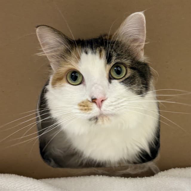 LUNA - Domestic Longhair available for adoption
