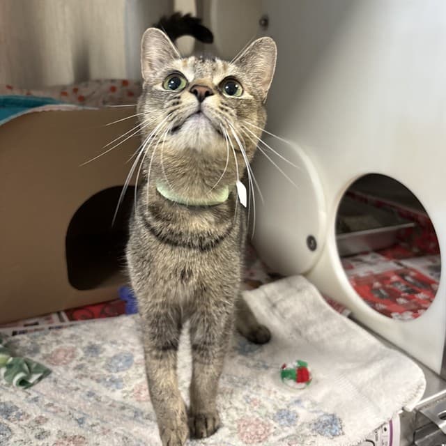 MALIKA - Domestic Shorthair cat available for adoption at Ottawa Humane Society in Ottawa