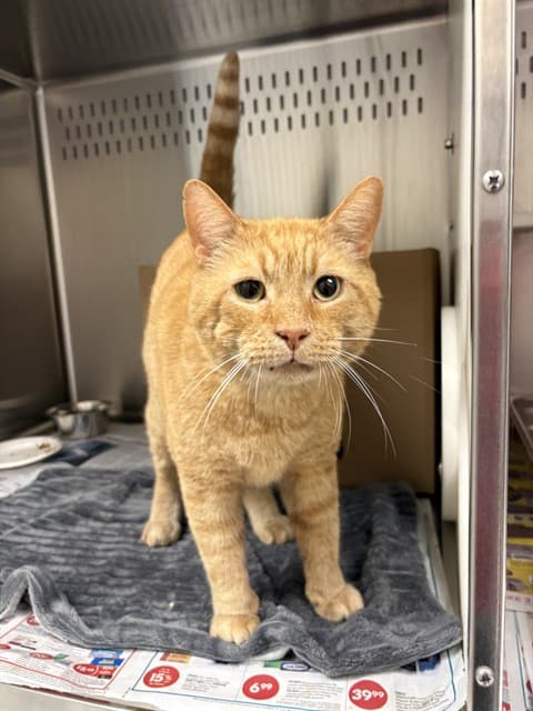 SQUEEZE CHEESE - Domestic Shorthair available for adoption