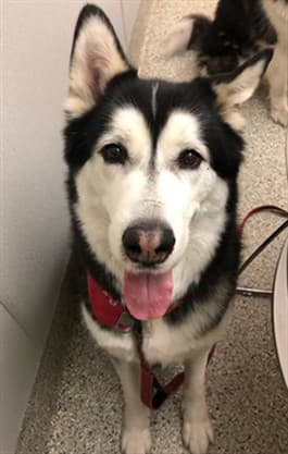 SHASTA - Siberian Husky available for adoption
