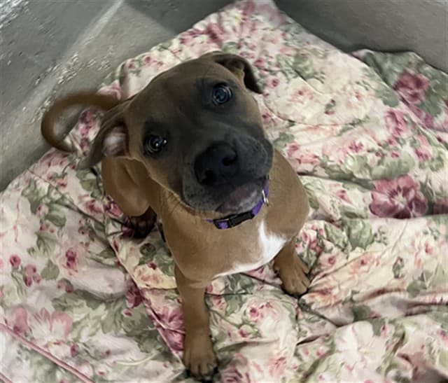 NELLIE - Retrver Labradr available for adoption