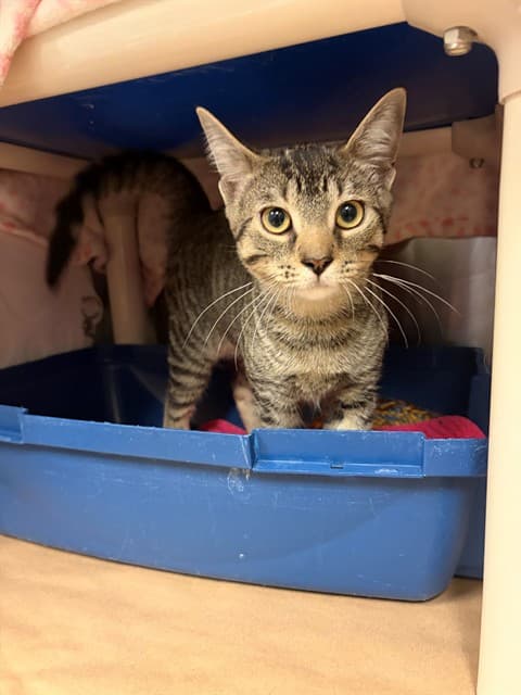CHAMIL - Domestic Shorthair cat available for adoption at City of Toronto Animal Services in Toronto