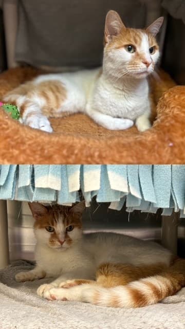CHARLIE - Domestic Shorthair cat available for adoption at City of Toronto Animal Services in Toronto