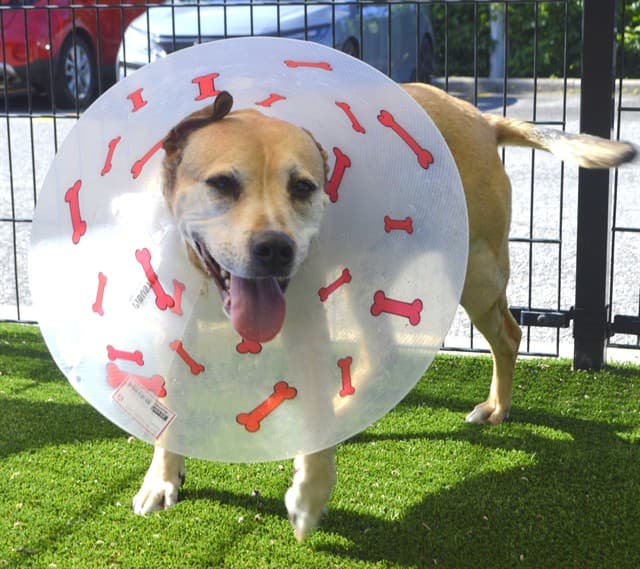 MIKA - Bulldog mix available for adoption