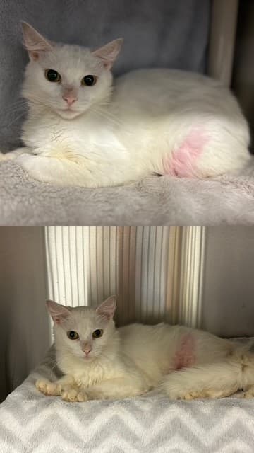 ANGEL - Domestic Shorthair cat available for adoption at City of Toronto Animal Services in Toronto