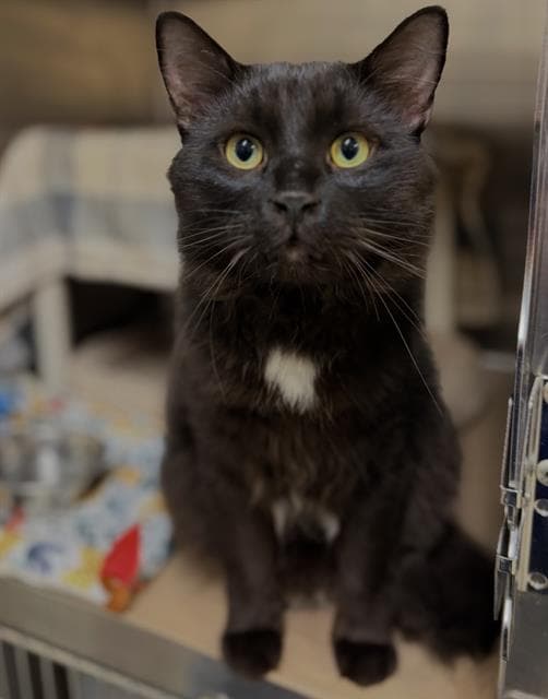 BOBA - Domestic Mediumhair available for adoption