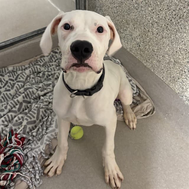 GILLIGAN - Argentine Dogo mix available for adoption