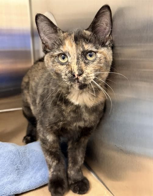 NOVA - Domestic Shorthair cat available for adoption at City of Toronto Animal Services in Toronto