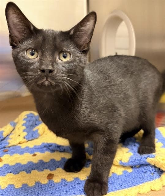 SHADOW - Domestic Shorthair cat available for adoption at City of Toronto Animal Services in Toronto
