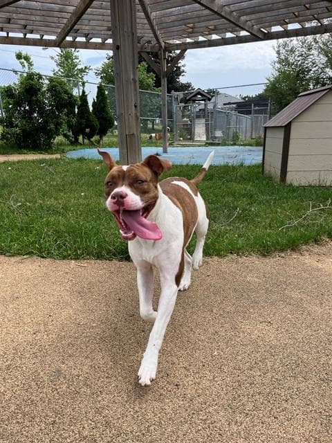 MONROE - American Bulldog mix available for adoption