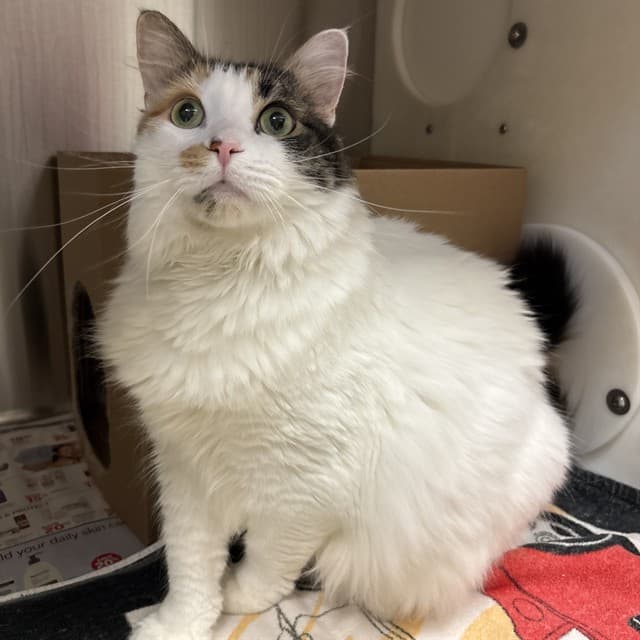 LUNA - Domestic Longhair available for adoption